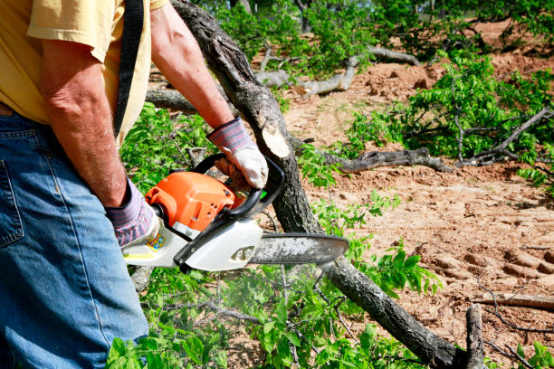 How Our Tree Care Process Works  in  Granger, TX